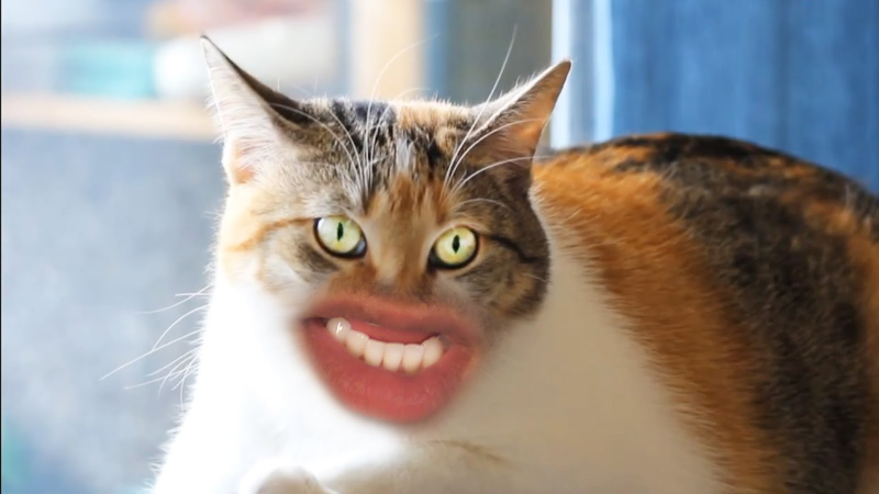 Illustration for article titled Five Skyrim and Fallout Mods That Fix Obvious Cat Problems